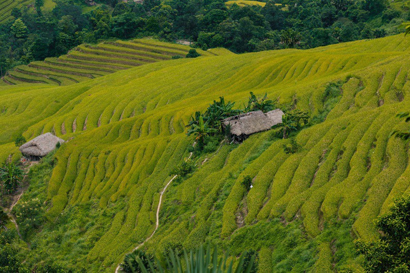 Mùa lúa &#39;vẹn nguyên&#39; sau bão, cảnh đẹp như tranh mời gọi khách trở lại Hà Giang - 2