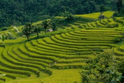 Du lịch - Mùa lúa 'vẹn nguyên' sau bão, cảnh đẹp như tranh mời gọi khách trở lại Hà Giang