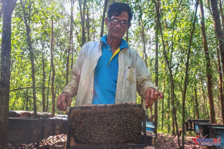 Từ đầu tháng 5 đến nay, hơn 200 đàn ong được ông Hải di chuyển gần 400km, từ Đắk Lắk đến Quảng Nam để chăn dưới tán rừng keo lá tràm