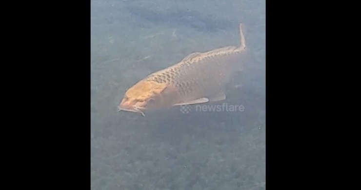Con cá có khuôn mặt giống mèo.