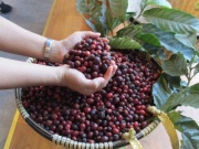 Thị trường - Tiêu dùng - Giá cà phê Robusta lại sốt trên sàn