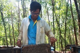 Bạn trẻ - Cuộc sống - Lão nông sống đời 'du mục' kiếm hàng trăm triệu mỗi năm nhờ đàn ong Italia