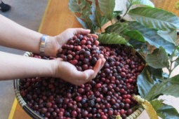 Giá cà phê Robusta lại sốt trên sàn