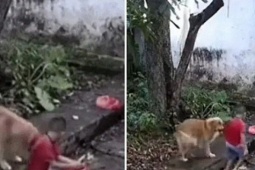 Chú chó đang chơi bất ngờ cắn áo bé trai kéo đi, chỉ 1 giây sau là sự cố xảy ra