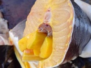 Thị trường - Tiêu dùng - Bất ngờ loại cá “nhà giàu” được rao bán với giá “giải cứu”, chỉ từ 49.000 đồng/con