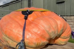 Media - Hai anh nông dân trồng được quả bí ngô khổng lồ, nặng hơn 1000kg