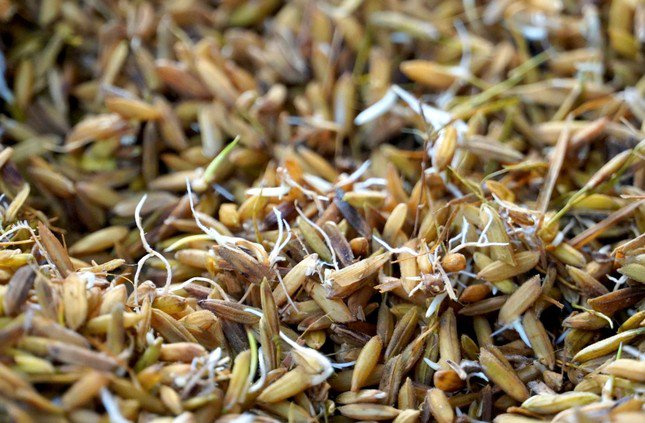 Những hạt lúa nảy mầm, hư hỏng khiến người dân ở xã Mậu Đức thiệt hại lớn.