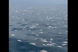 Media - Kỳ lạ: Cá chết nổi trắng trên mặt biển chưa rõ nguyên nhân