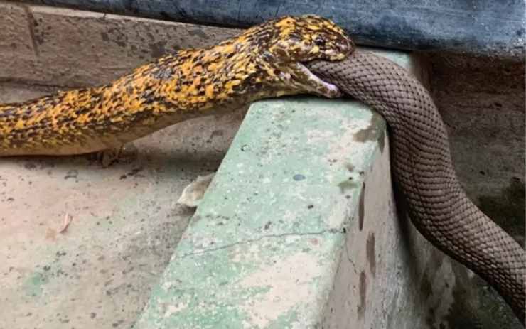 Rắn hổ mang Nam Phi nuốt chửng rắn mole.