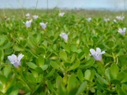 Thị trường - Tiêu dùng - Mang cây mọc dại bờ mương về trồng, không cần chăm vẫn hái bán quanh năm, thành đặc sản nổi tiếng