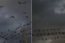 Clip: Kỳ lạ đàn quạ đen bay rợp trời rồi đậu kín đường dây điện