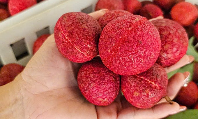 Vải không hạt Thanh Hóa được bán tại các cửa hàng ở TP HCM. Ảnh: Nhân vật cung cấp