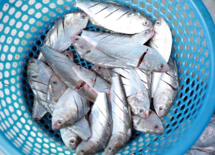 Loại cá được đánh giá "tốt hơn cả cá hồi", ở chợ Việt vừa nhiều vừa rẻ - 2