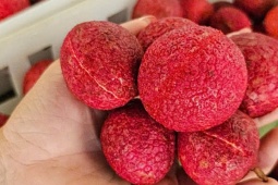 Sốt giá vải không hạt Thanh Hóa