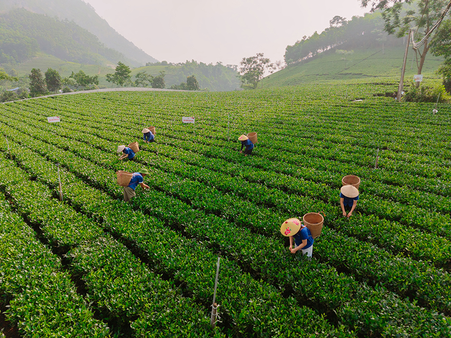 Nông dân tại vùng chè La Bằng (Thái Nguyên) thu hái chè tại khu vực vùng nguyên liệu được hỗ trợ kỹ thuật bởi CHAGEE Việt Nam.