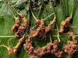 300 triệu đồng/kg củ sâm Lai Châu, nhiều người săn lùng