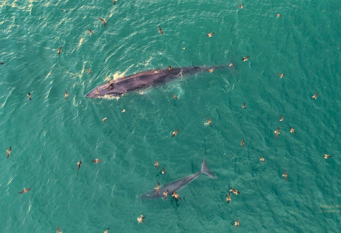 Cặp cá voi mẹ và con săn mồi gần bờ biển Vũng Bồi, Gia Lai. Ảnh: Hiếu Nghĩa