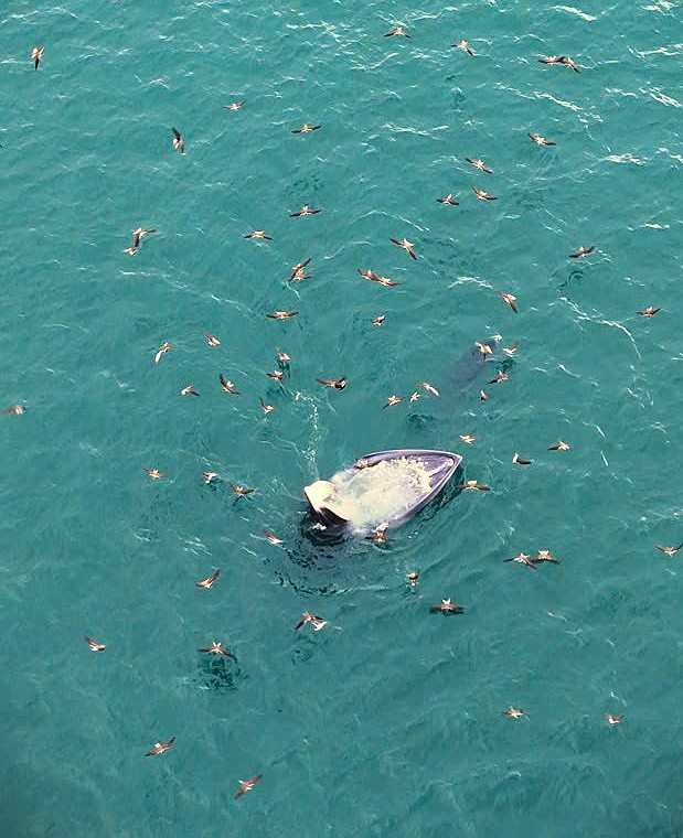 Đàn chim biển đớp mồi ở miệng cá voi ở biển Gia Lai. Ảnh: Hiếu Nghĩa
