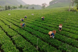 Làn gió mới cho vùng chè Thái Nguyên