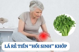Tin tức sức khỏe - Loại lá mọc hoang đầy vườn nhưng là “khắc tinh” của bệnh xương khớp