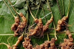 300 triệu đồng/kg củ sâm Lai Châu, nhiều người săn lùng
