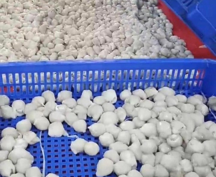 Hiện nay, răng mực đã xuất hiện rộng rãi ở nhiều nơi, không chỉ trong các quán ăn mà còn trên các chợ mạng. Răng mực thường được đóng túi zip sạch sẽ, chỉ cần rã đông, rửa sơ là có thể chế biến ngay.
