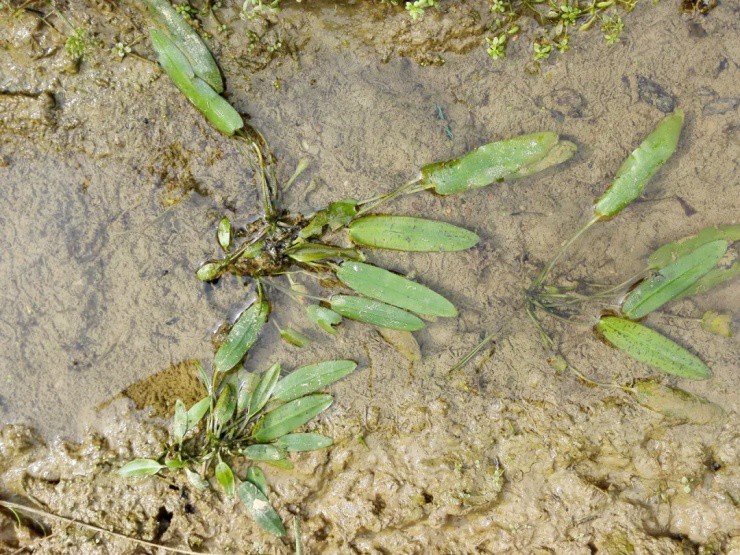 Lội nước hái rau dại bị nông dân ghét bỏ, mang ra chợ hóa “mỏ tiền” - 3