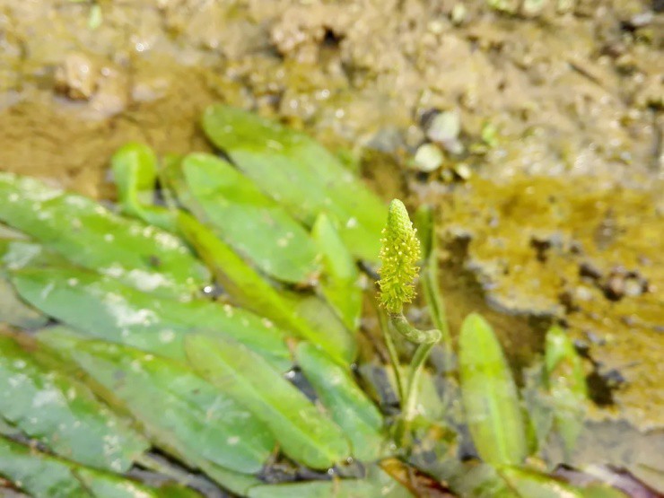 Lội nước hái rau dại bị nông dân ghét bỏ, mang ra chợ hóa “mỏ tiền” - 1