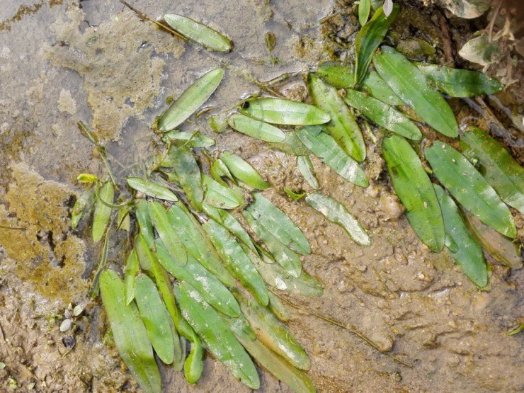 Lội nước hái rau dại bị nông dân ghét bỏ, mang ra chợ hóa “mỏ tiền” - 2