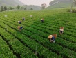 Làn gió mới cho vùng chè Thái Nguyên
