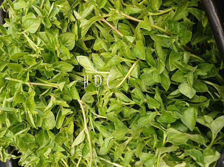 Nhận ra tiềm năng kinh tế của loài rau hoang, nhiều hộ dân đã bắt tay trồng lỗ bình một cách bài bản và mang lại nguồn thu nhập đáng kể.
