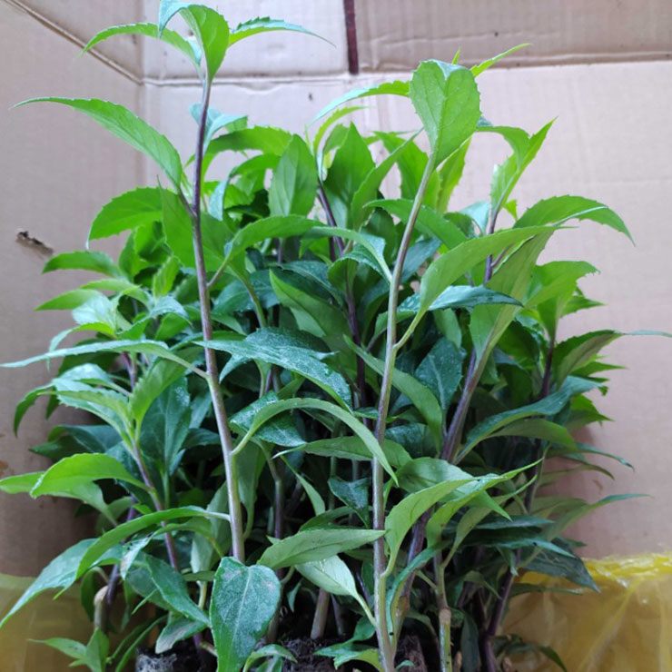 Thu hoạch rau lỗ bình khá đơn giản và thuận tiện. Sau khoảng 30-40 ngày kể từ khi trồng, khi cây đã ra nhiều lá non và thân cao khoảng 15-20 cm, người trồng có thể bắt đầu thu hái.
