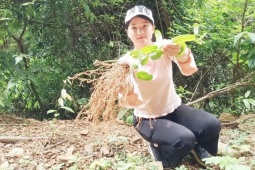 Việt Nam có  vàng xanh  mọc đầy đồng, ở nước ngoài  gây sốt , hái bán là ra tiền