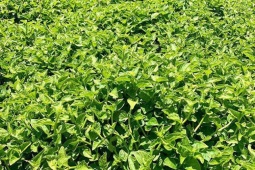 Cây dại ở bờ rào hóa "mỏ vàng", thành đặc sản nổi tiếng giá 120.000 đồng/kg, dân trồng 2 tháng hốt bạc