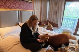 Khách sạn Trung Quốc gây tranh cãi vì dùng gấu trúc đỏ đánh thức khách