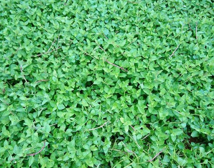 Loại rau này có phần thân nhỏ, lá mềm, màu xanh bóng. Mỗi khi mưa xuống, rau lỗ bình mọc lên tươi tốt, non mơn mởn như “lộc rừng”, chẳng cần chăm bón vẫn trù phú.
