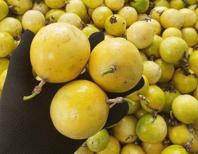 Chanh leo vàng được ưa chuộng, quả càng to giá càng cao.