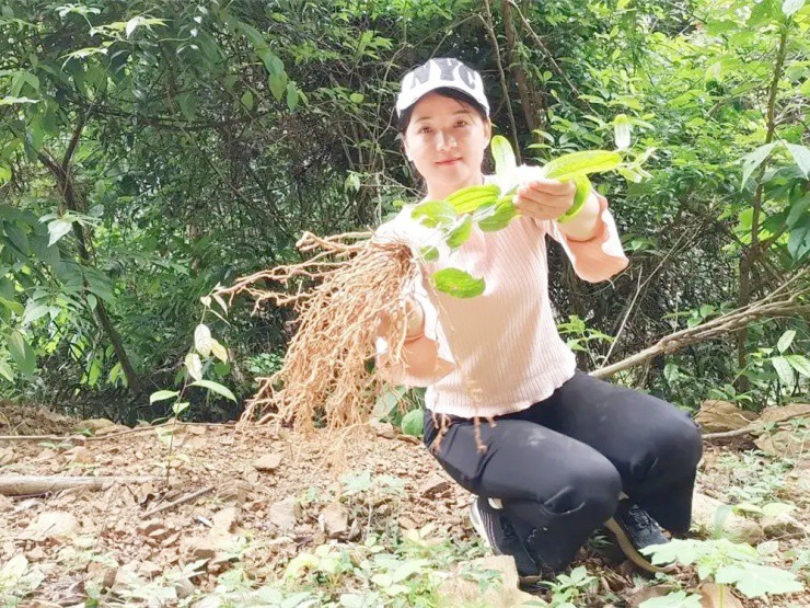 Việt Nam có “vàng xanh” mọc đầy đồng, ở nước ngoài “gây sốt”, hái bán là ra tiền - 2