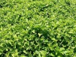 Cây dại ở bờ rào hóa "mỏ vàng", thành đặc sản nổi tiếng giá 120.000 đồng/kg, dân trồng 2 tháng hốt bạc
