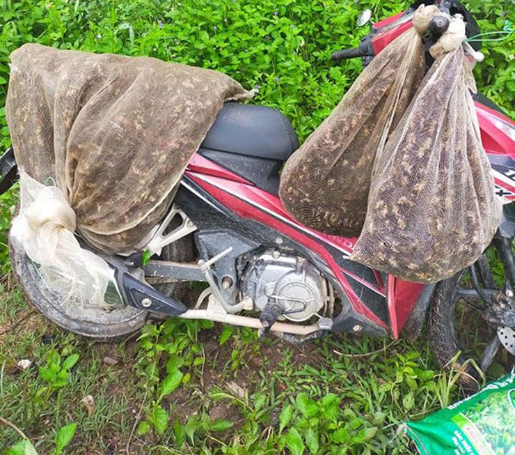 Tôm rừng sau khi bắt về sẽ được nhặt sạch đầu, cắt bớt chân, rút ruột rồi rửa sạch. Món ngon nhất và phổ biến nhất là tôm rừng rang lá gừng, lá chanh hoặc lá mắc mật.

