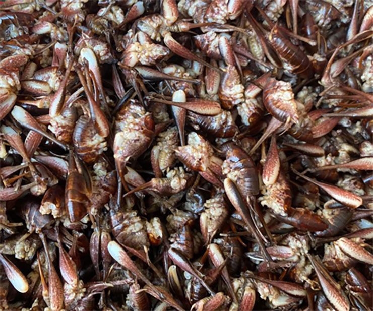 Khi ăn, tôm rừng giòn rụm, thơm thơm, hơi bùi béo và ngậy, rất thích hợp làm món nhậu hoặc ăn kèm với cơm nóng.
