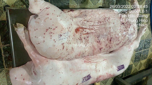 Cận cảnh lợn bệnh được cán bộ viên chức ngành thú y tỉnh Hậu Giang (cũ) đóng dấu "được lưu thông".