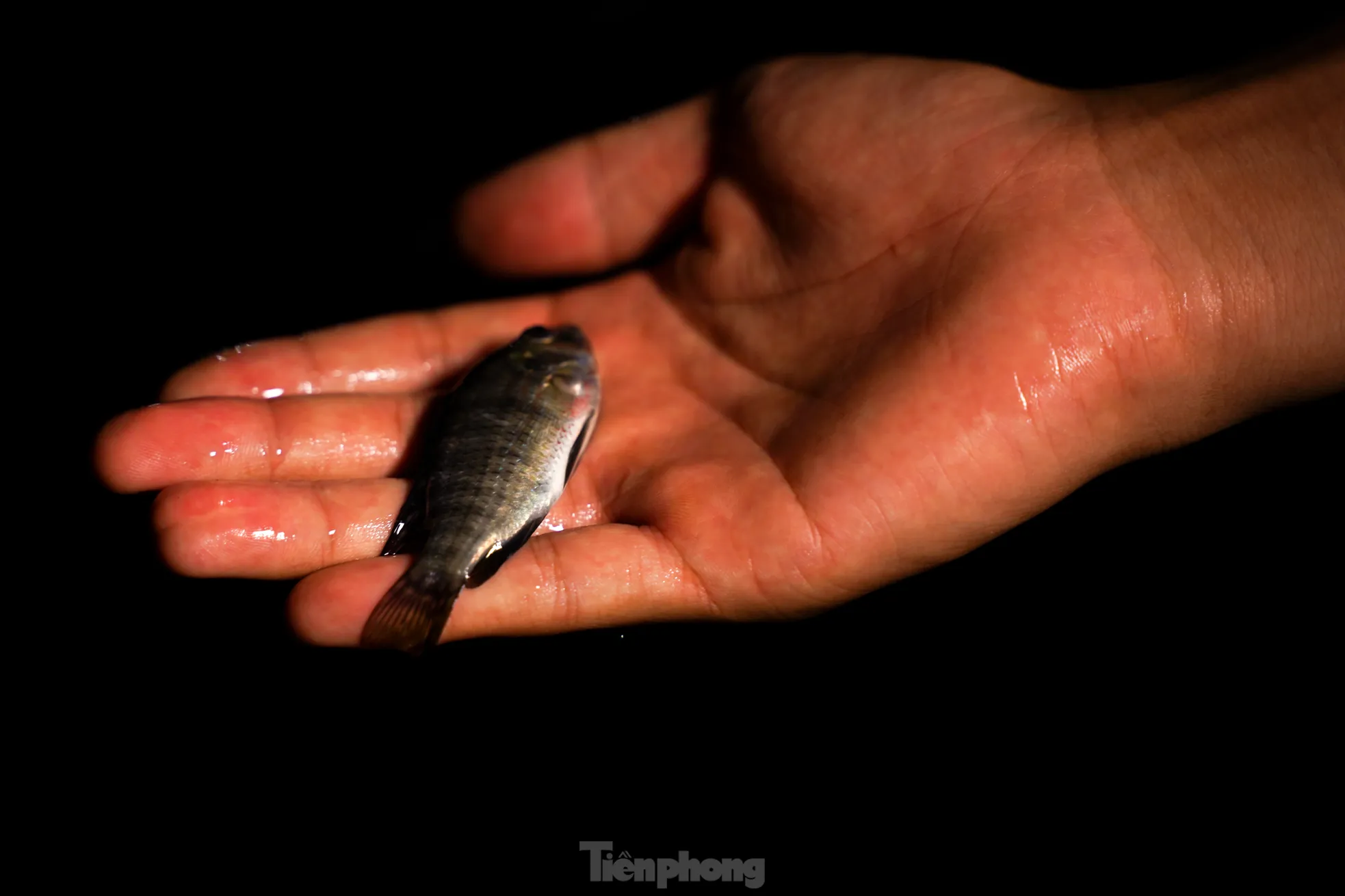 Việc bắt cá khá dễ dàng do nước trong công viên vẫn còn nông, cá mắc kẹt lại ở các vũng ngập quanh lối đi và bãi cỏ.