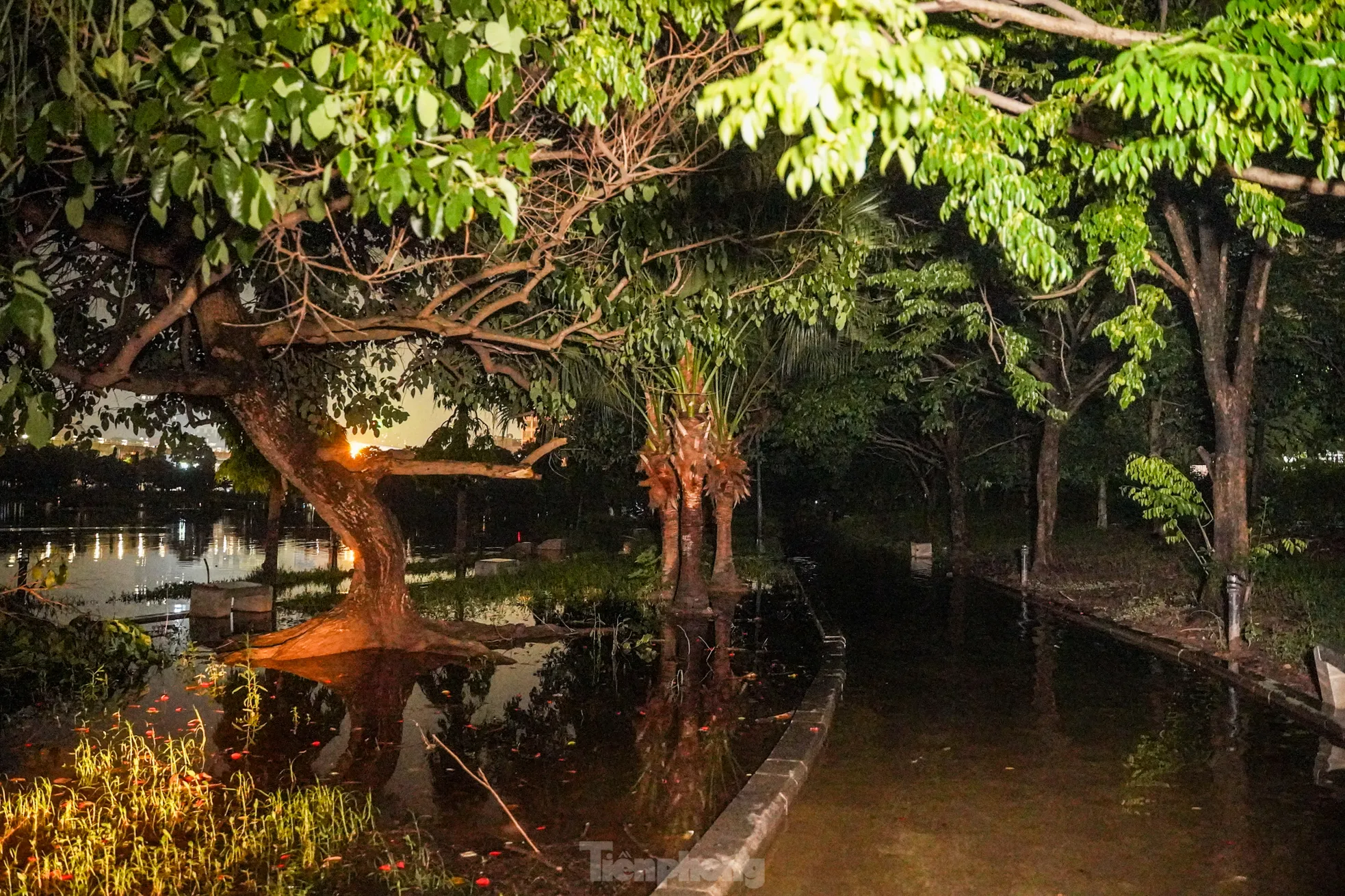 Lối đi bộ, bãi cỏ, cây cối... trong công viên đều bị nước bao phủ.