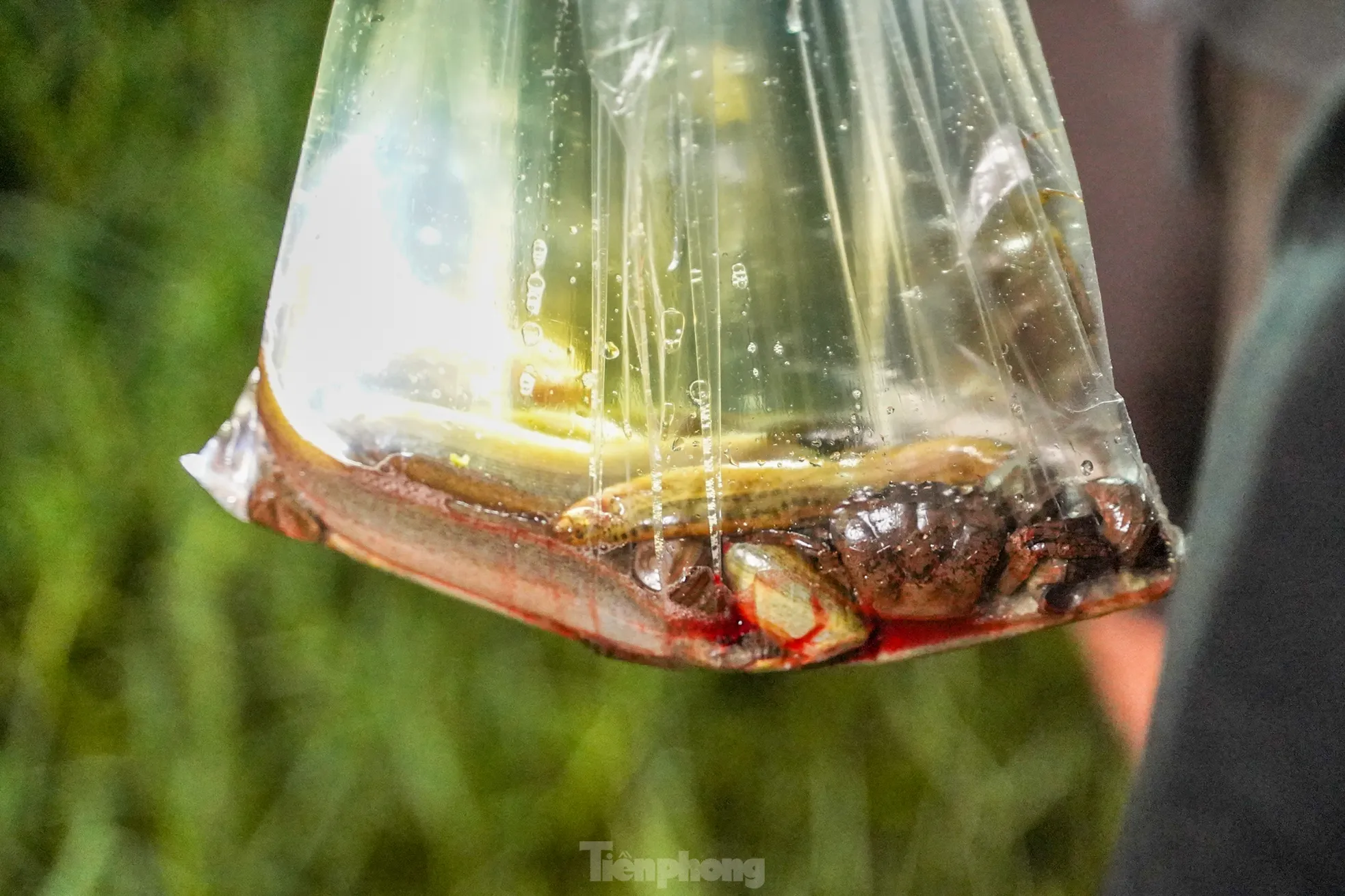 Anh Nguyễn Tuấn Anh (Nam Từ Liêm) dùng đèn pin soi nước để bắt cá. “Mình bắt cho vui thôi, đi dạo thấy nước ngập nên tiện thể nghịch một chút".