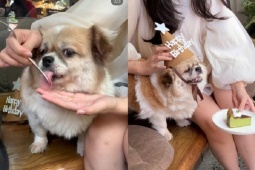 Quán cà phê Hà Nội bị  tố  để chó liếm chiếc dĩa của khách, sự thật phía sau là gì?