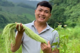 Biến loại lá nhiều người vứt bỏ thành  mỏ vàng , 9x Nghệ An có doanh thu 7 tỷ đồng/tháng