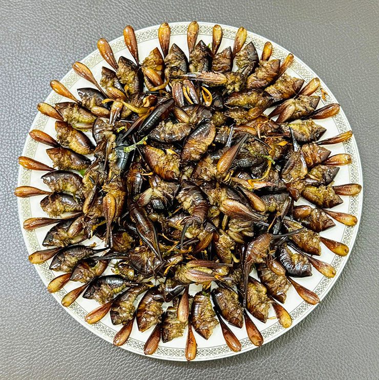 Sở dĩ được gọi là tôm rừng vì loại côn trùng này trông khá giống con tôm, song chúng không sống dưới nước mà cư ngụ ở các hốc đá, hang cây, vách rừng sâu vùng núi cao.&nbsp;
