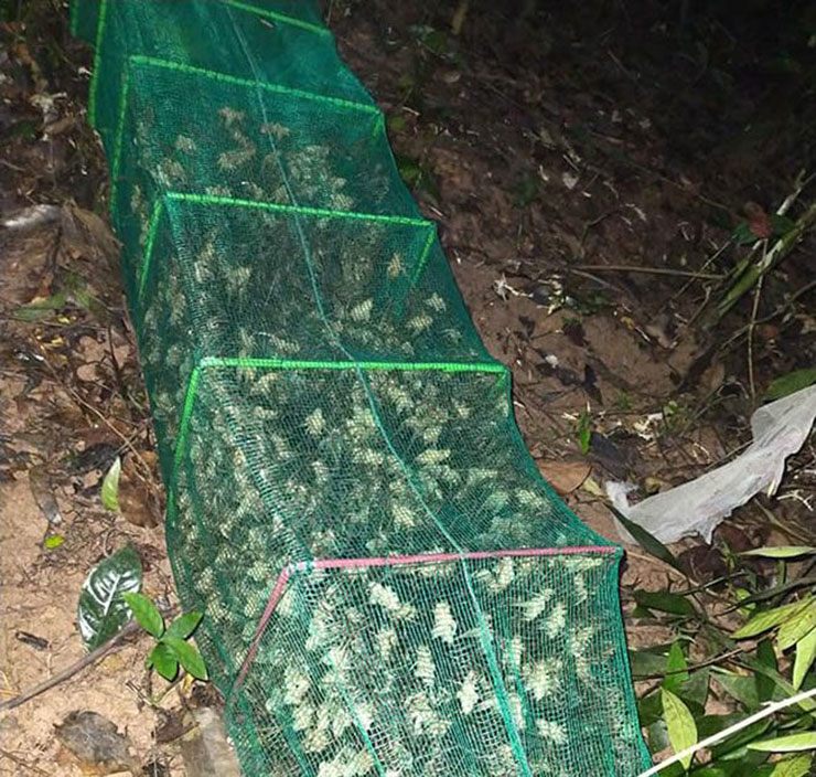 Giá tôm rừng luôn ở mức cao, dao động từ 300.000 – 500.000 đồng/kg. Những con to, săn chắc, được chọn lọc kỹ luôn trong tình trạng hết hàng.

