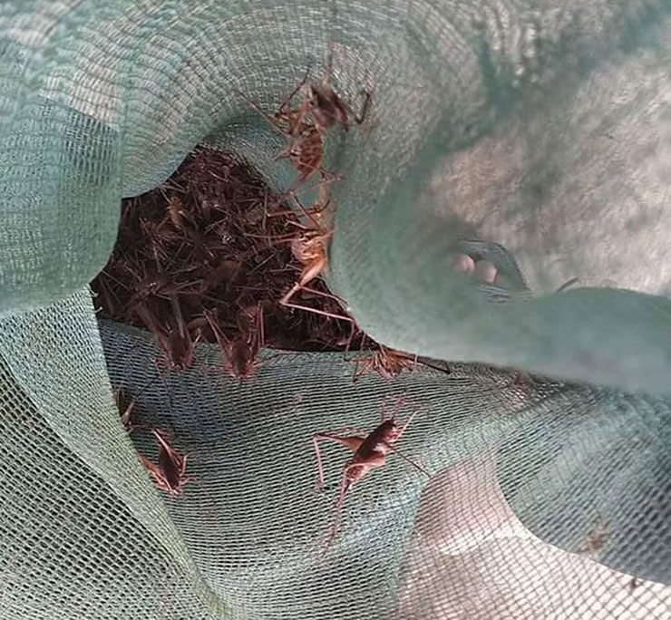 Tôm rừng có quanh năm nhưng ngon nhất vào mùa mưa rào tháng 6, tháng 7 âm lịch, cũng là thời điểm người dân lên núi trồng ngô, hái măng và kết hợp săn đặc sản rừng núi.
